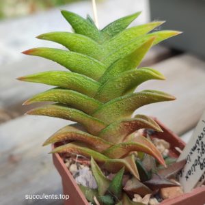 haworthia scabra hybrid ціна за пагін