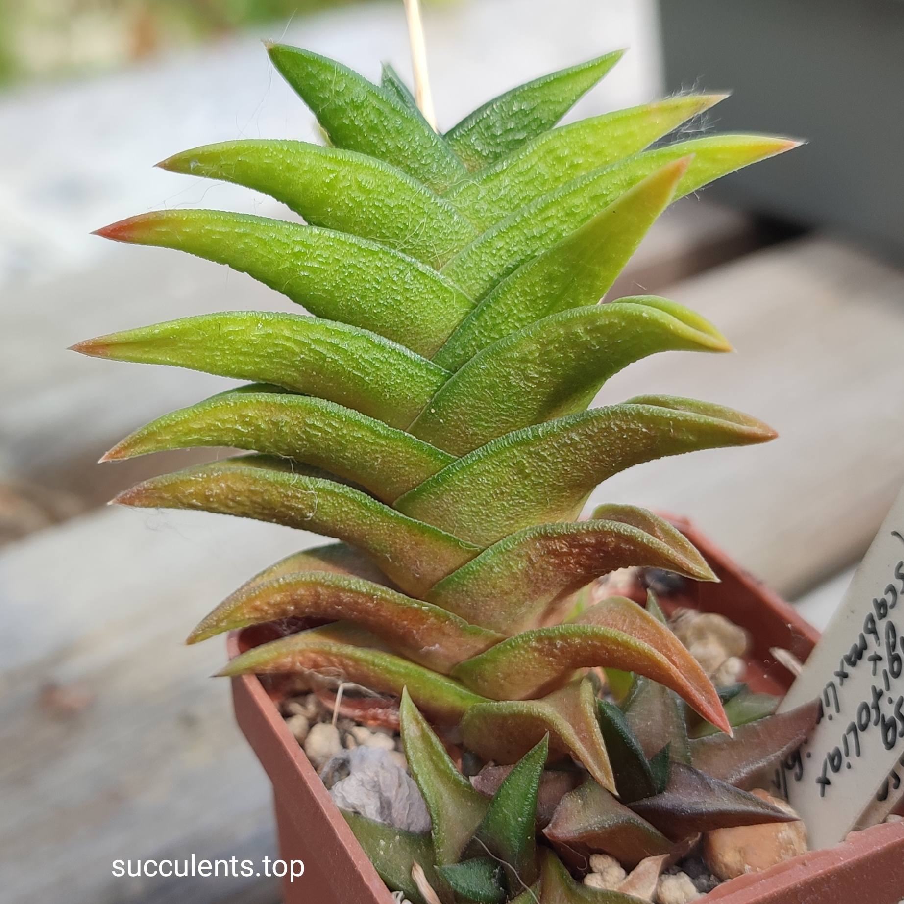 haworthia scabra hybrid ціна за пагін