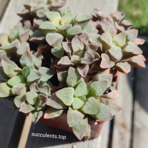 haworthia pygmeae crystalina pink ціна за пагін з цієї рослини