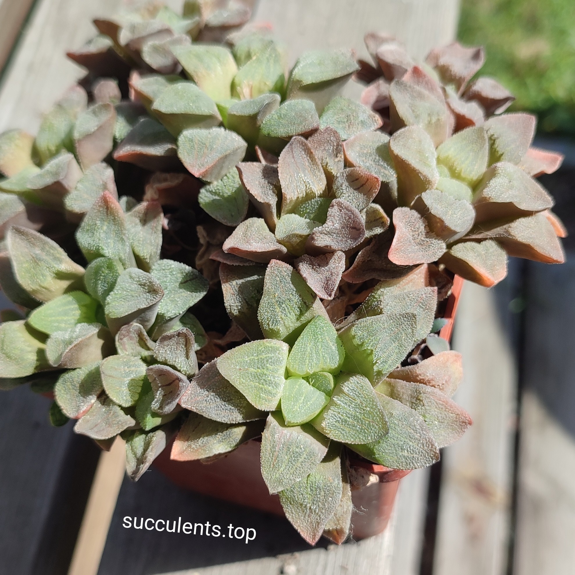 haworthia pygmeae crystalina pink ціна за пагін з цієї рослини
