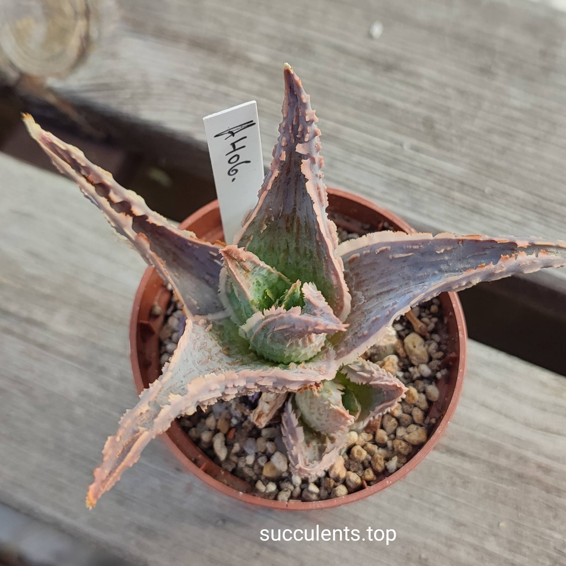 Aloe A406 ціна за пагін з цієї росчлини