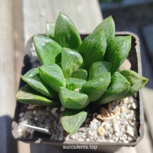 haworthia magnifica hybrid
