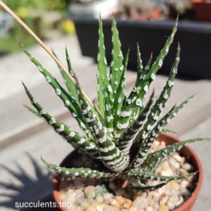 haworthia Atenuatta cv France