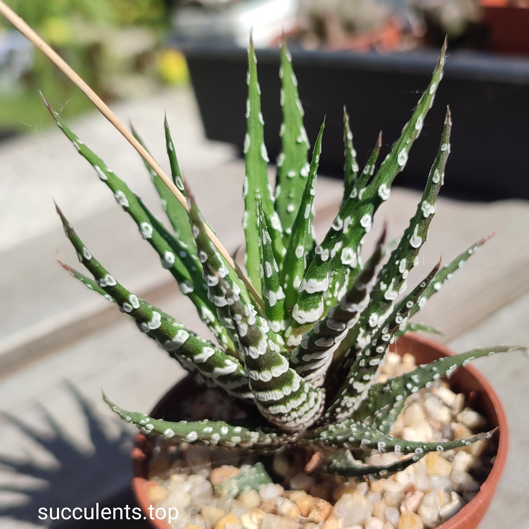 haworthia Atenuatta cv France