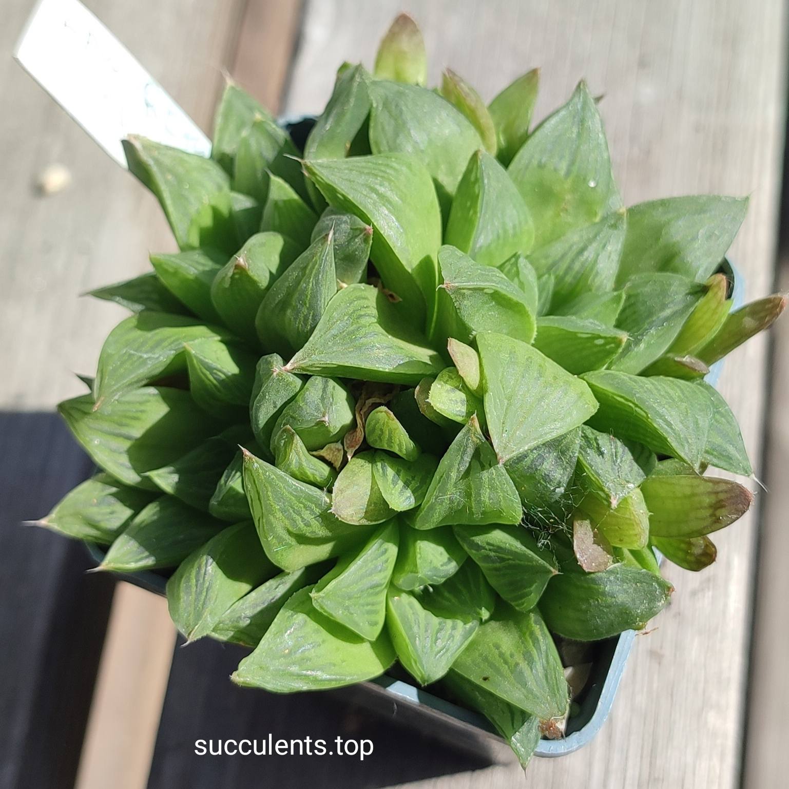haworthia magnifica hybrid ціна за пагін