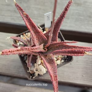 Aloe A411 ціна за пагін з цієї рослини