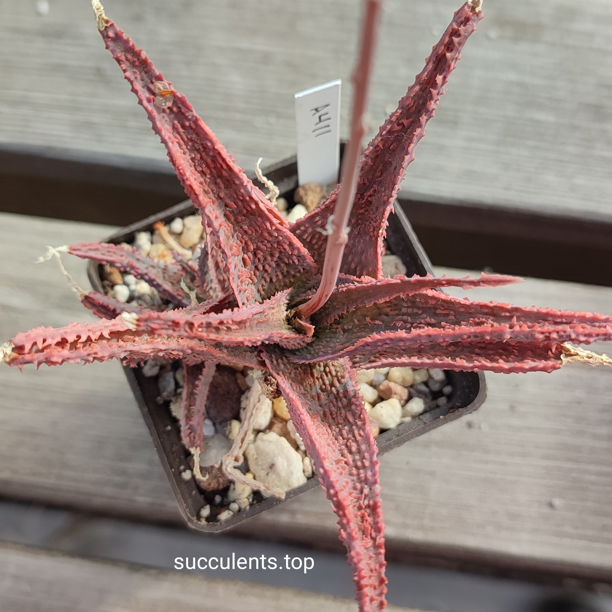 Aloe A411 ціна за пагін з цієї рослини