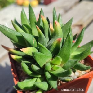haworthia SY170 scabra X truncata ціна за 1  пагін з цієї рослини