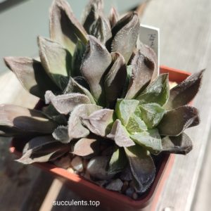 haworthia chocolate hybrid ціна за пагін з цієї рослини
