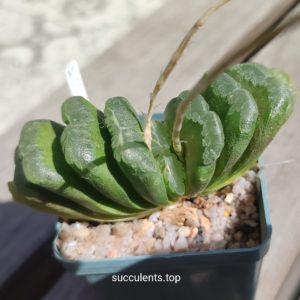 haworthia Limegreen hybrid