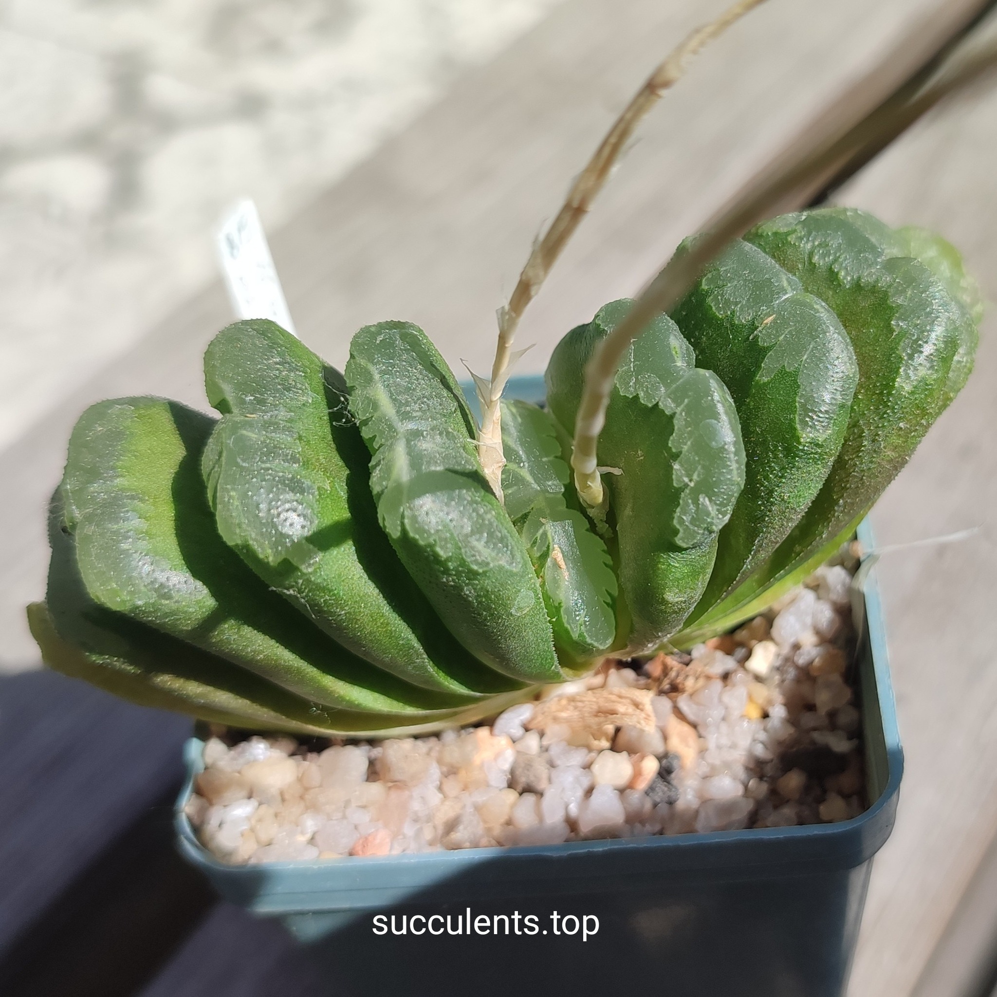 haworthia Limegreen hybrid