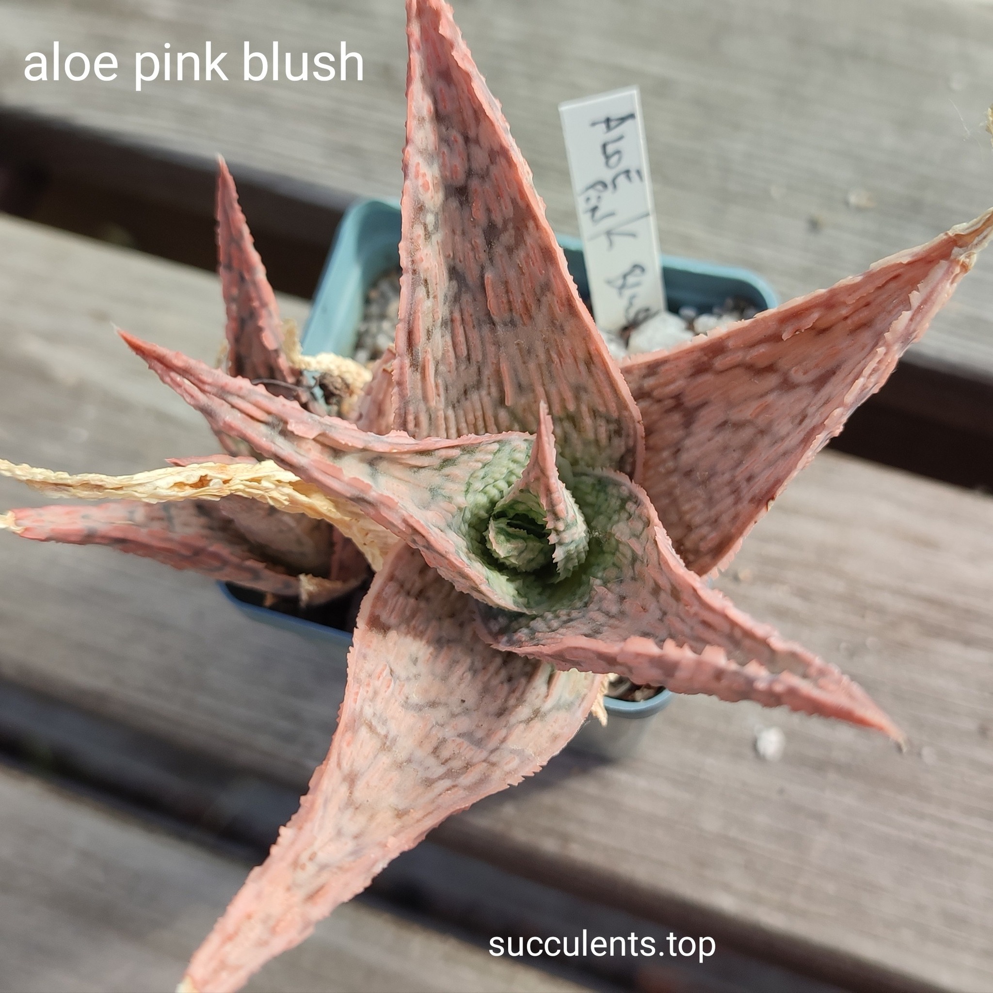 Aloe cv Pink Blush ціна за пагін з цієї рослини
