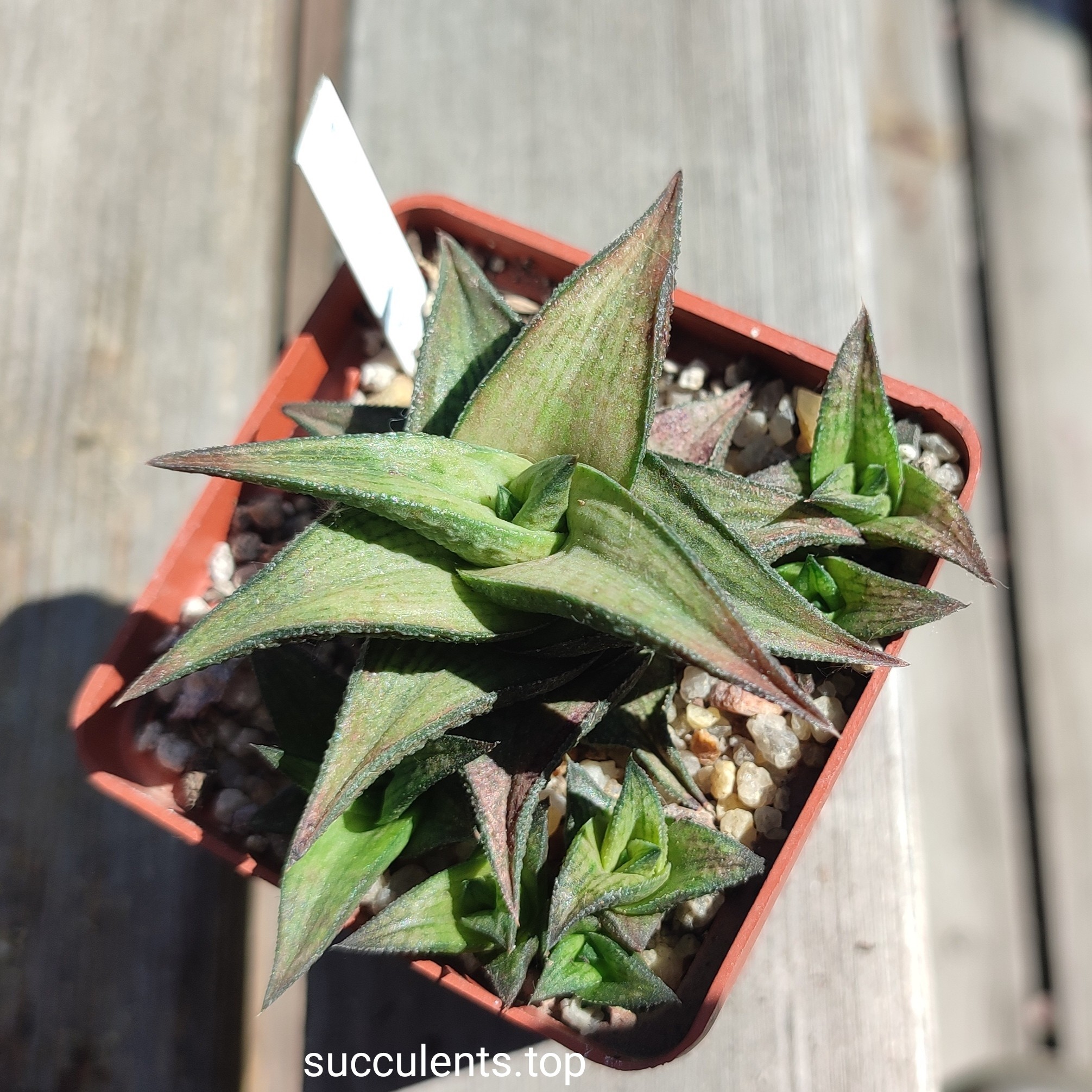 haworthia tesseleta coriacea ціна за пагін