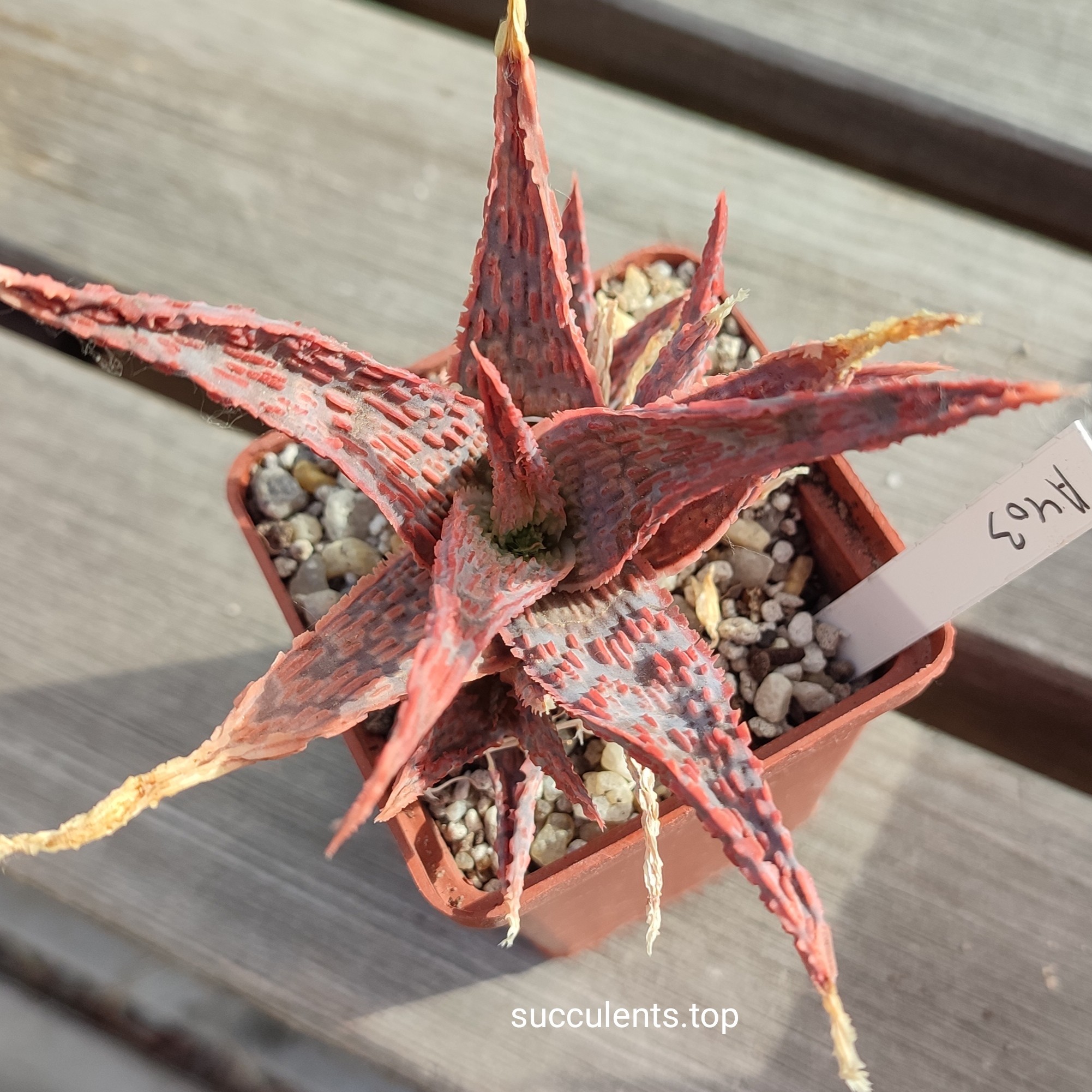 ALOE A403 ціна за пагін з цієї рослини