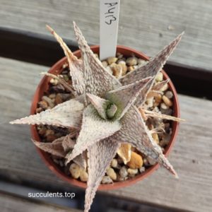 Aloe A413 ціна за пагін з цієї рослини