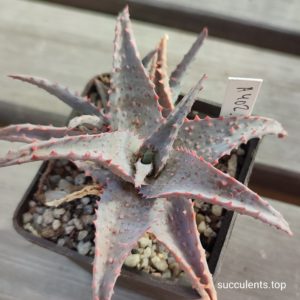 aloe A402 ціна за пагін з цієї рослини
