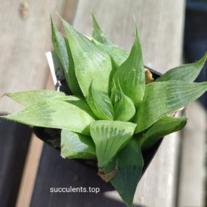 haworthia retusa hybrid