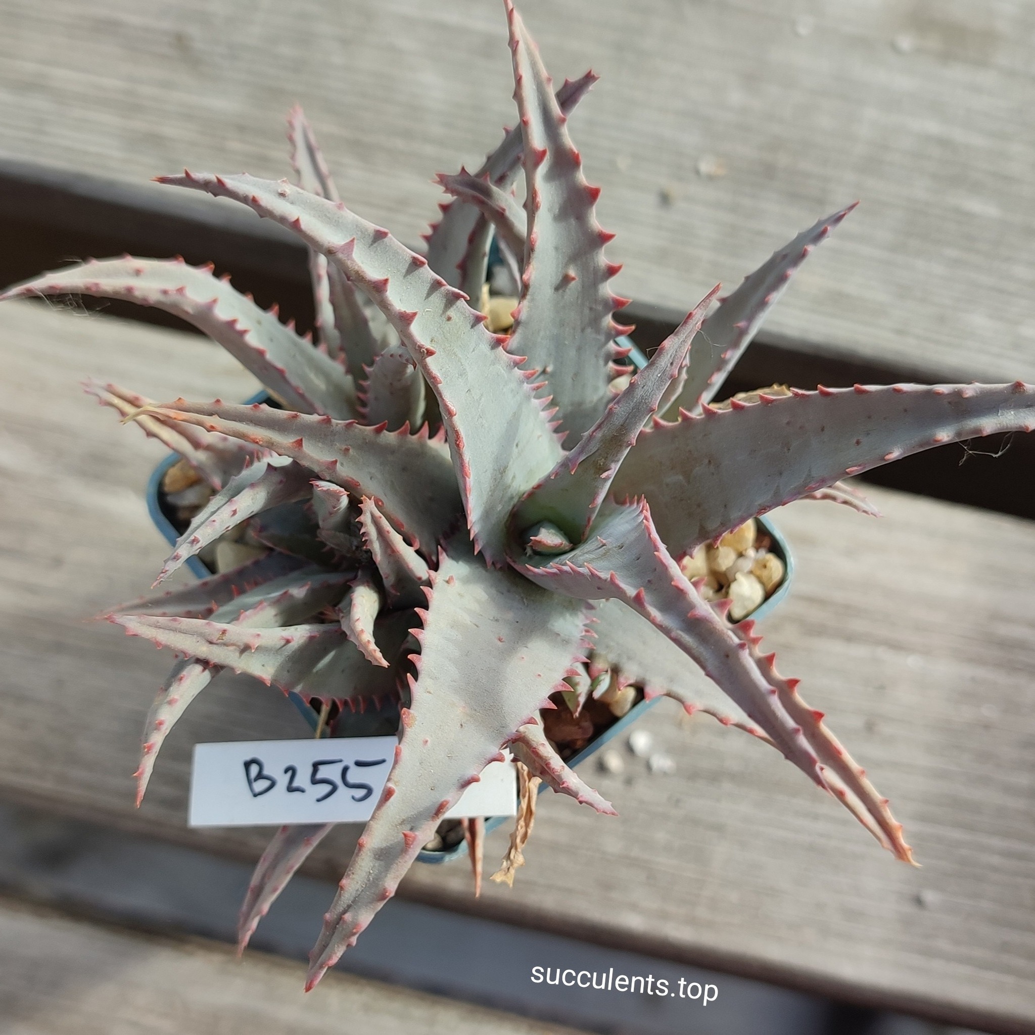 Aloe B255 ціна за дітку з цієї рослини