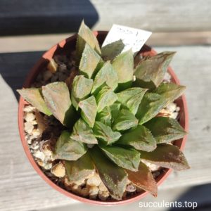 haworthia magnifica splendents hybrid
