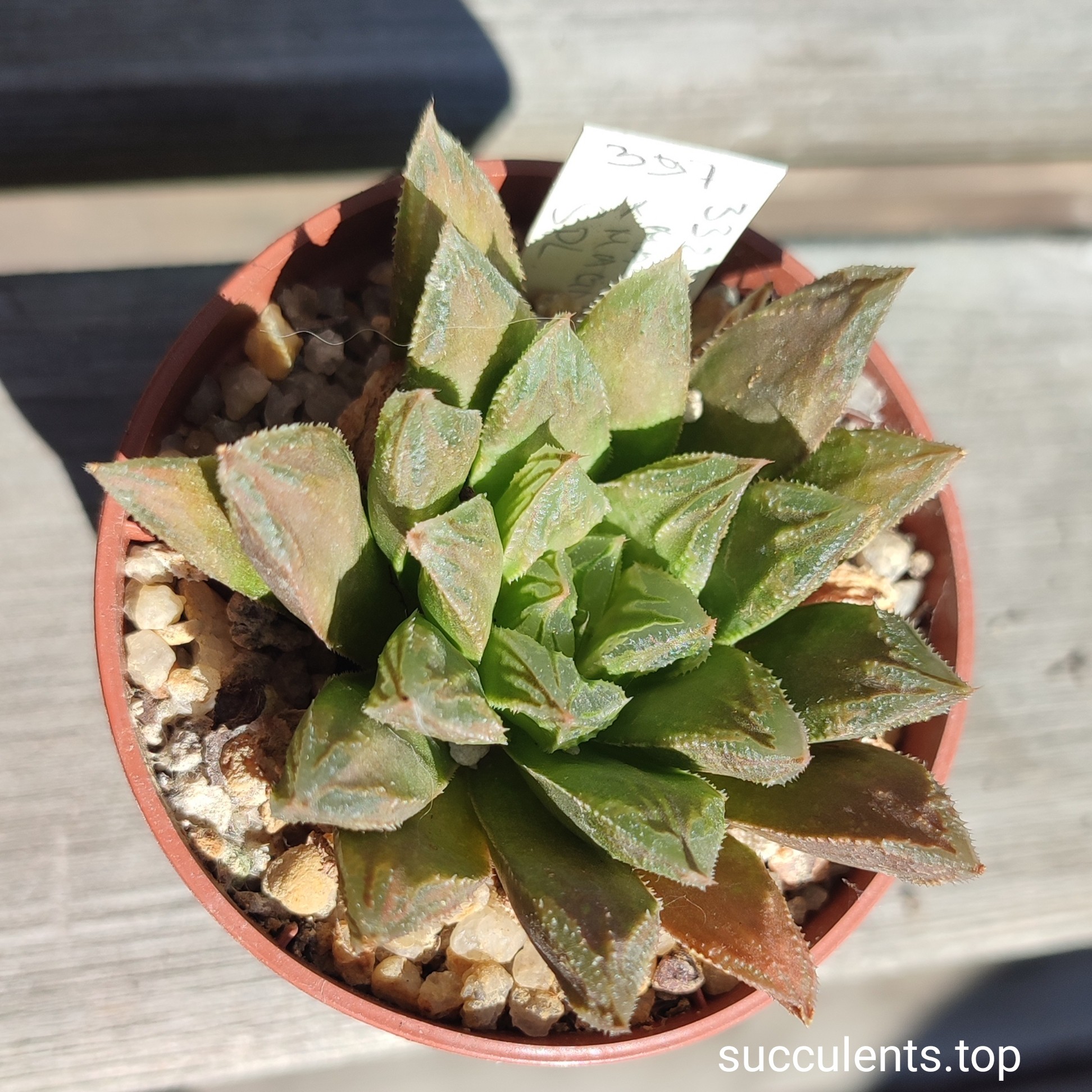 haworthia magnifica splendents hybrid