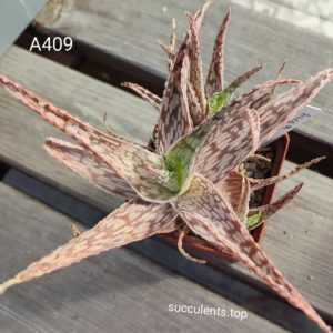Aloe A409 ціна за пагін з цієї рослини