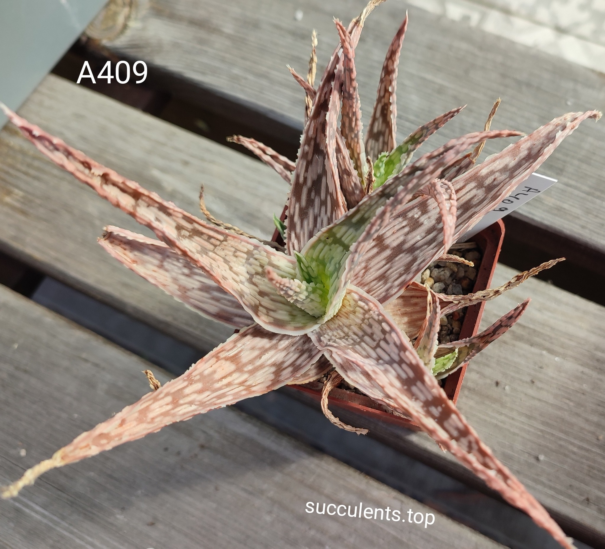 Aloe A409 ціна за пагін з цієї рослини
