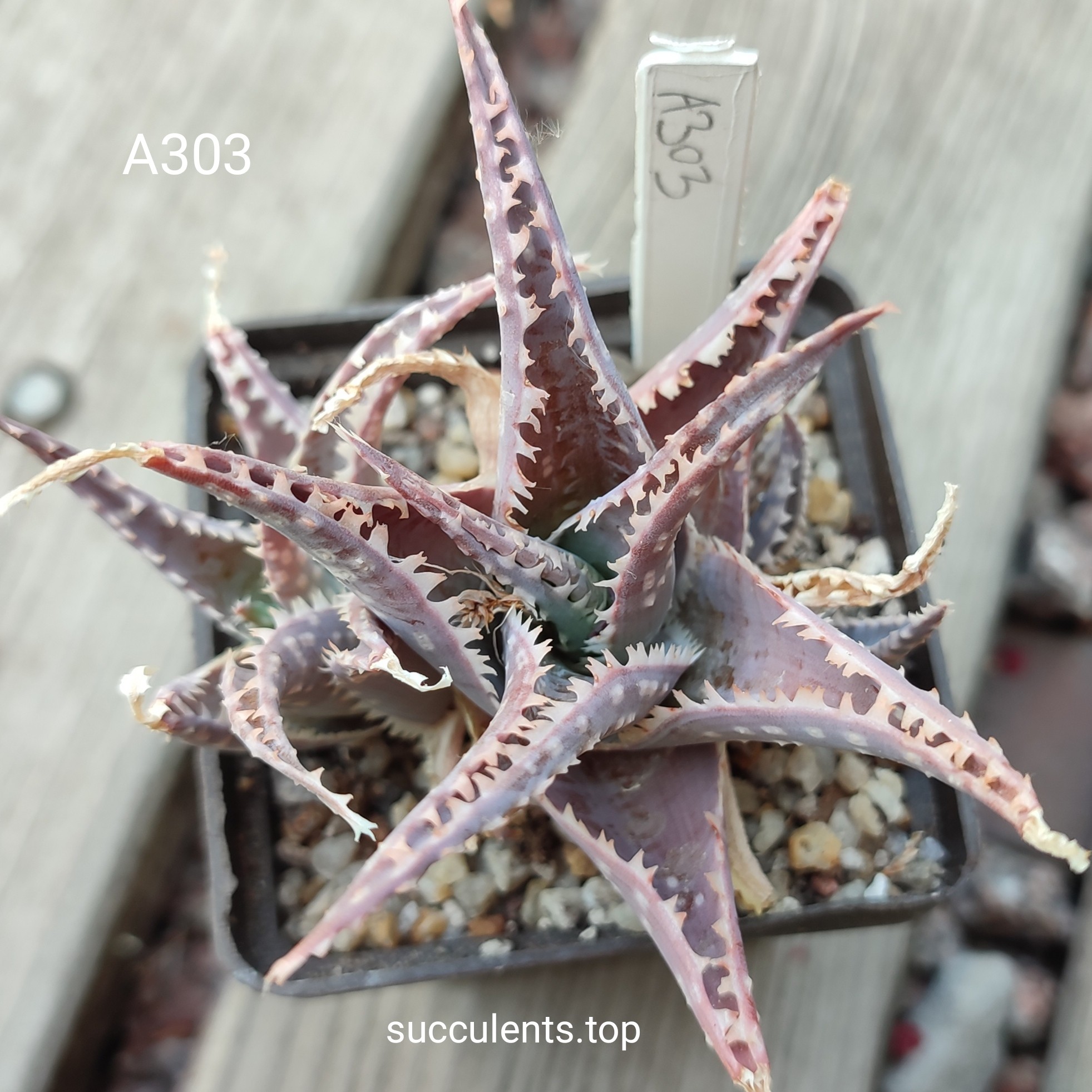 aloe A303 ціна за пагін з цієї рослини