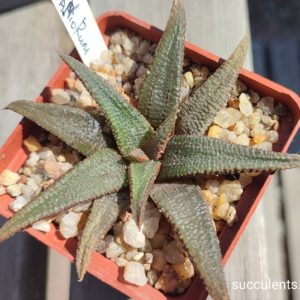 haworthia koelmaniorum