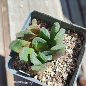 haworthia truncata hybrid
