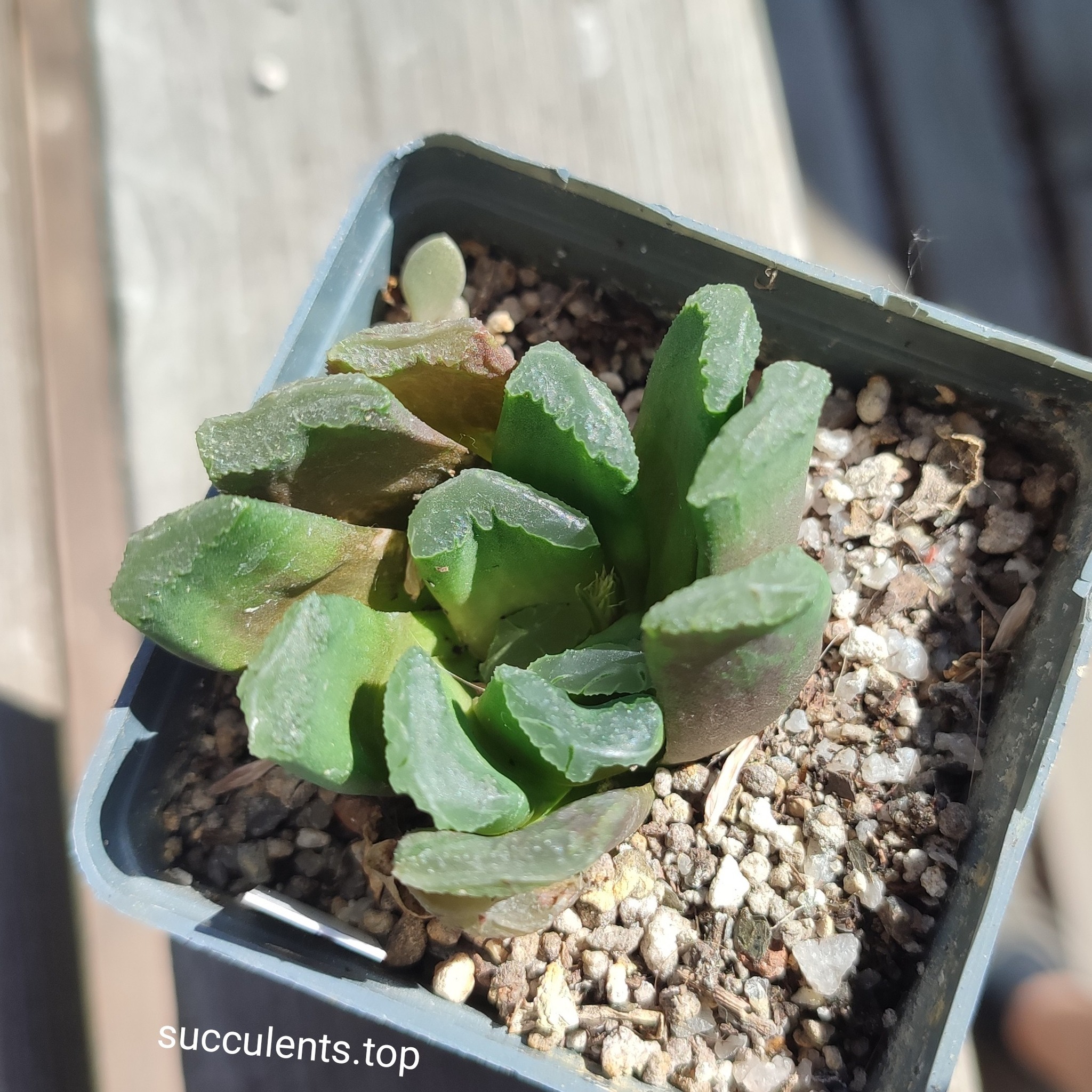 haworthia truncata hybrid