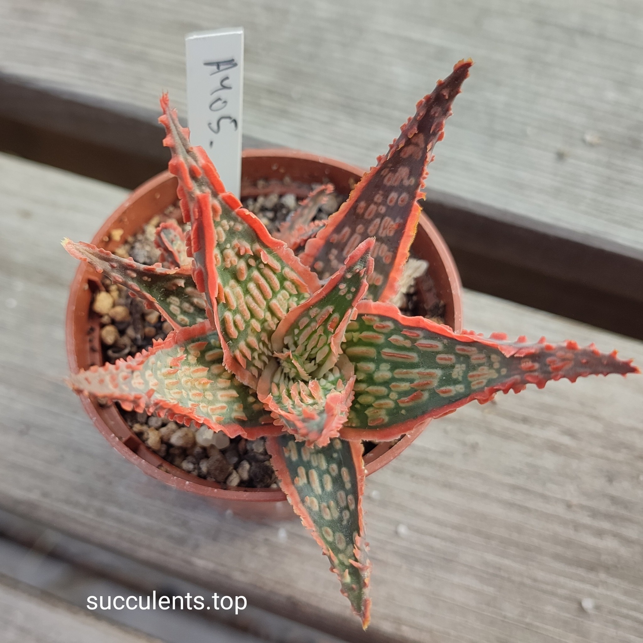 Aloe A405 ціна за пагін з цієї рослини