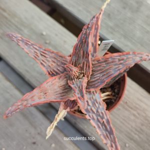 Aloe A408 ціна за пагін з цієї рослини
