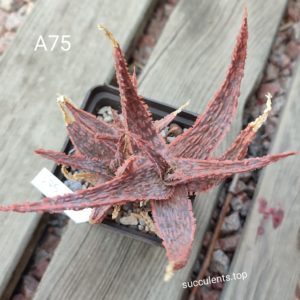 aloe А75 ціна за дітку з цієї рослини