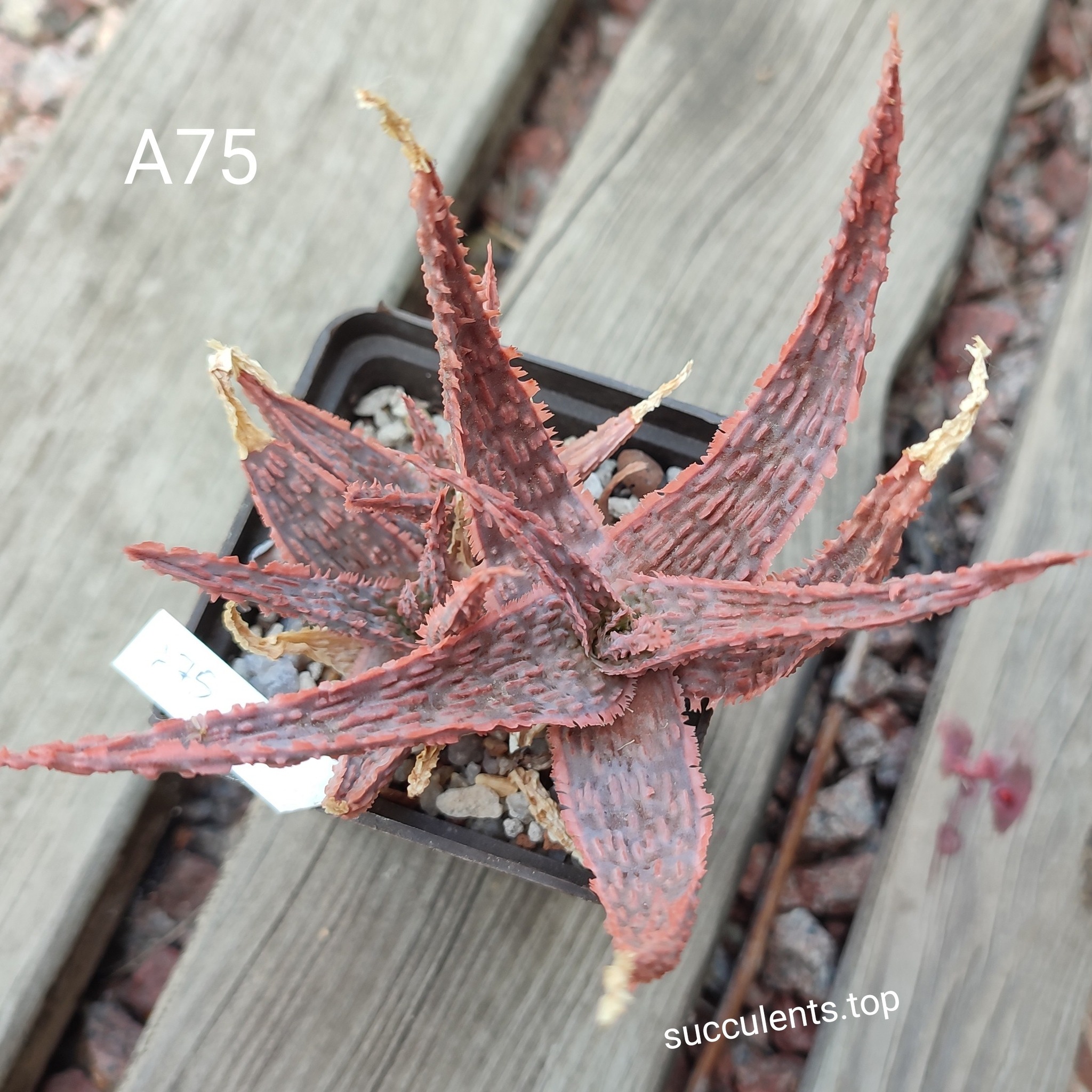 aloe А75 ціна за дітку з цієї рослини