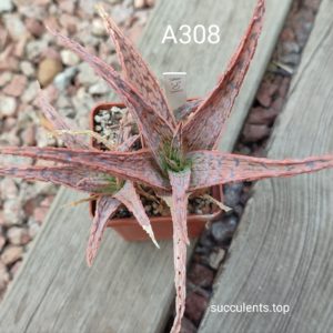 Aloe A308 ціна за пагін з цієї рослини