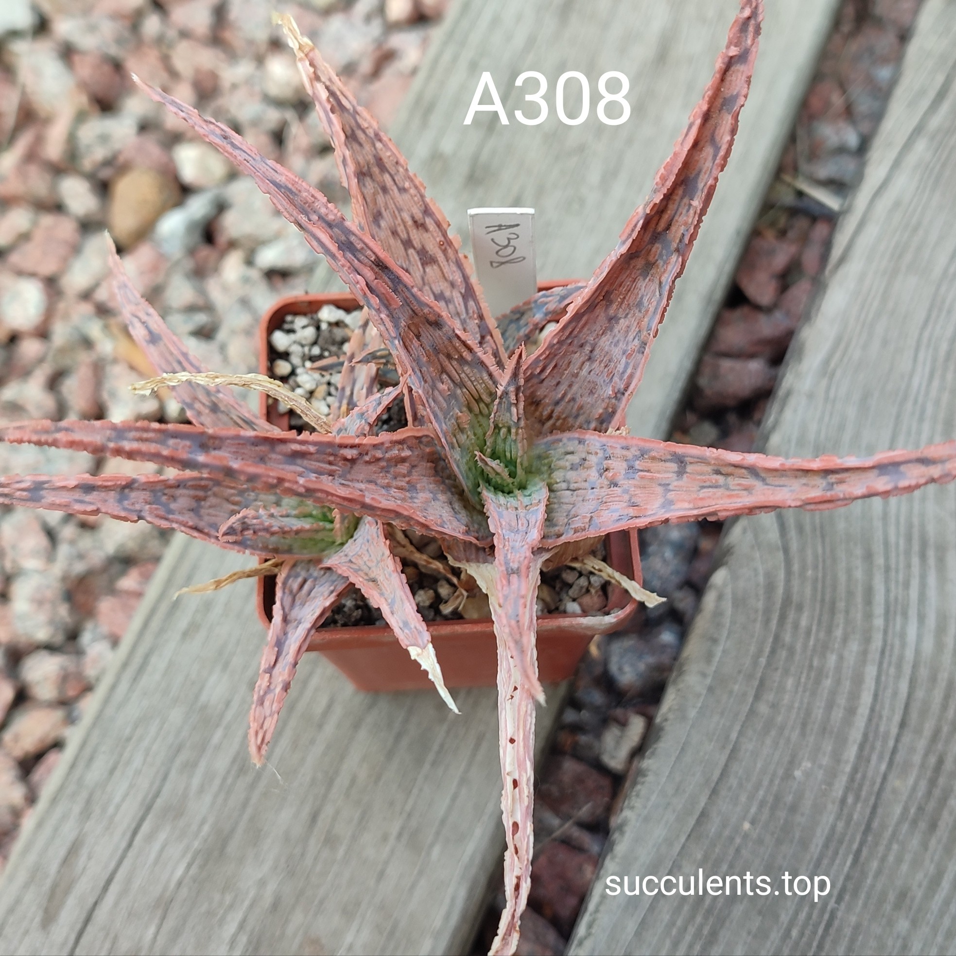 Aloe A308 ціна за пагін з цієї рослини