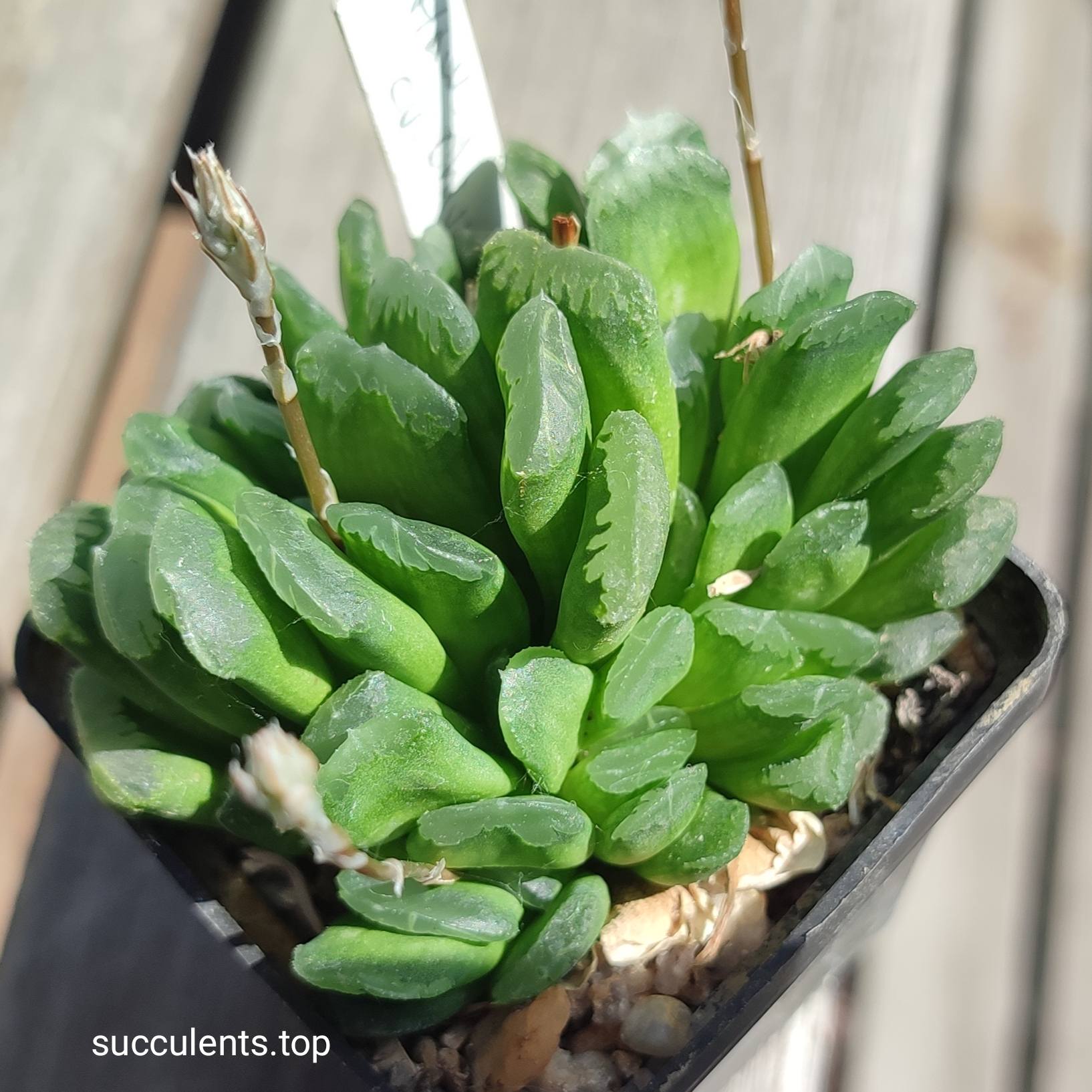 haworthia cv Chivagri ціна за пагін
