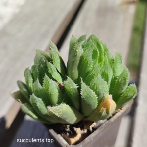 haworthia cooperi hybrid