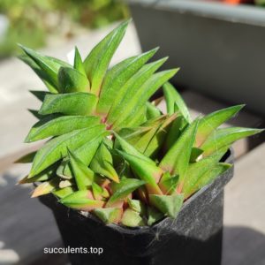 haworthia scabra hybrid ціна за пагін