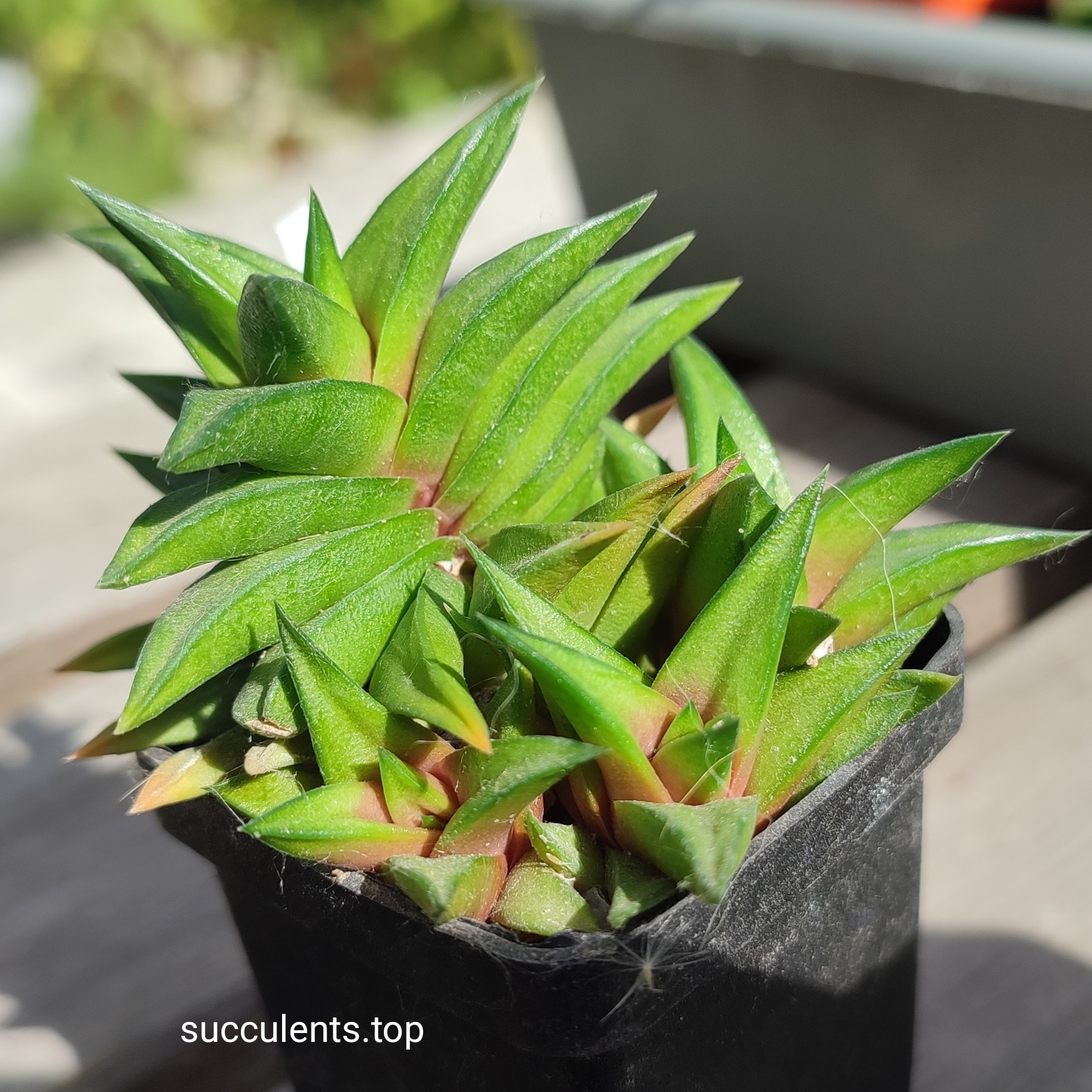 haworthia scabra hybrid ціна за пагін
