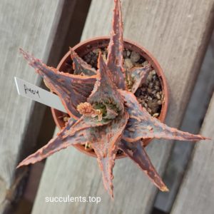 Aloe A407 ціна за пагін з цієї рослини