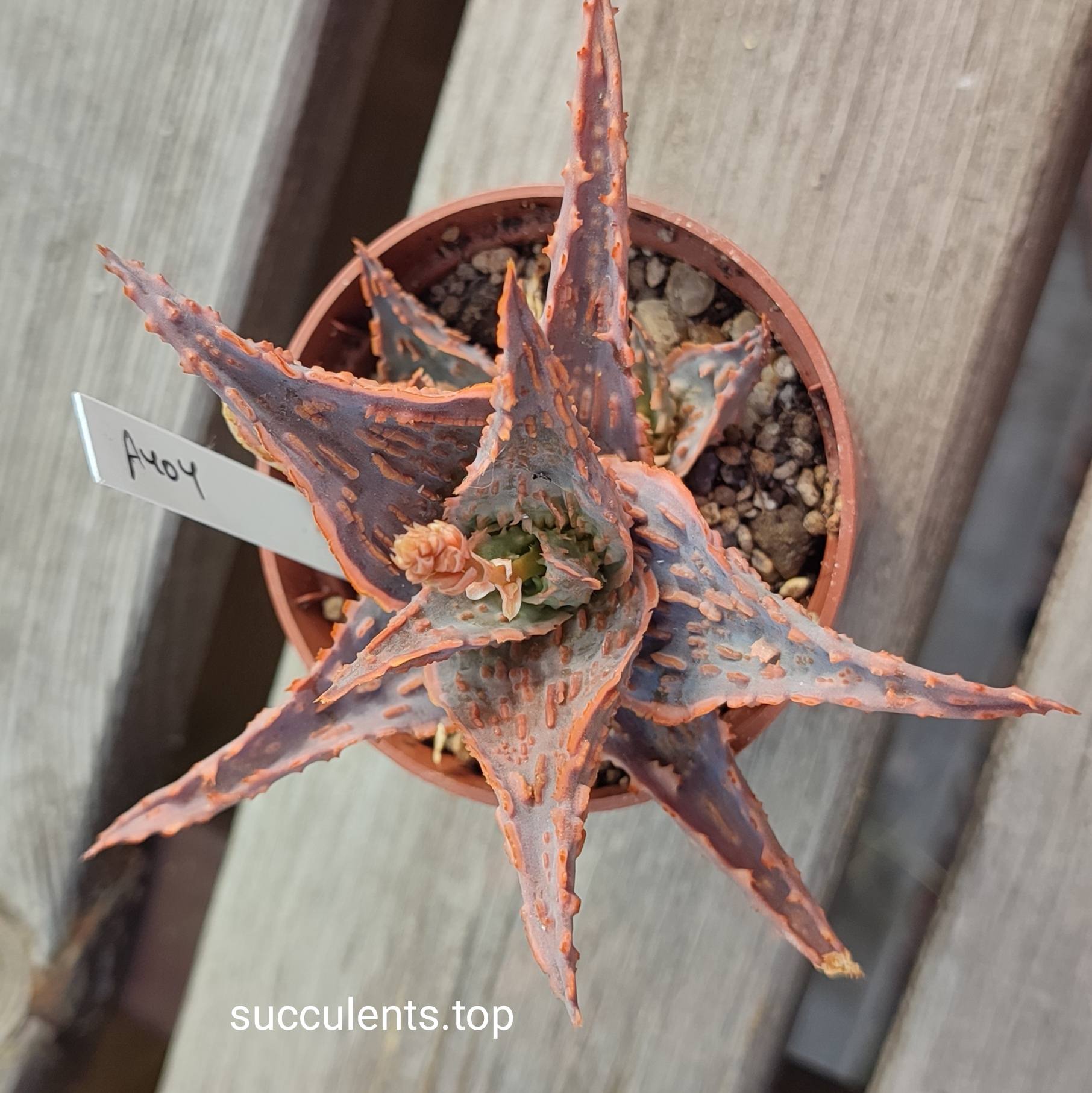Aloe A407 ціна за пагін з цієї рослини
