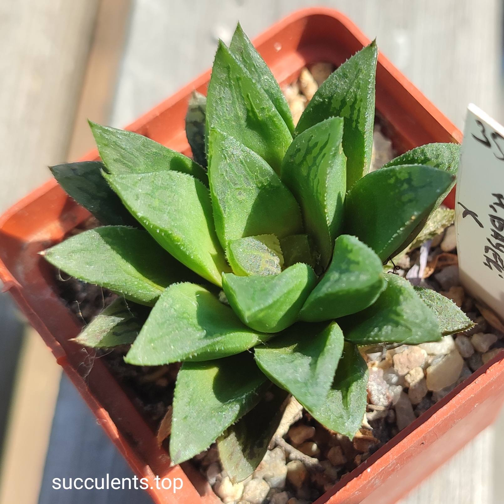 haworthia bayeri hybrid