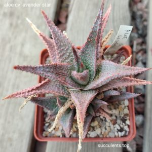 aloe cv Lavander Star ціна за пагін з цієї рослини