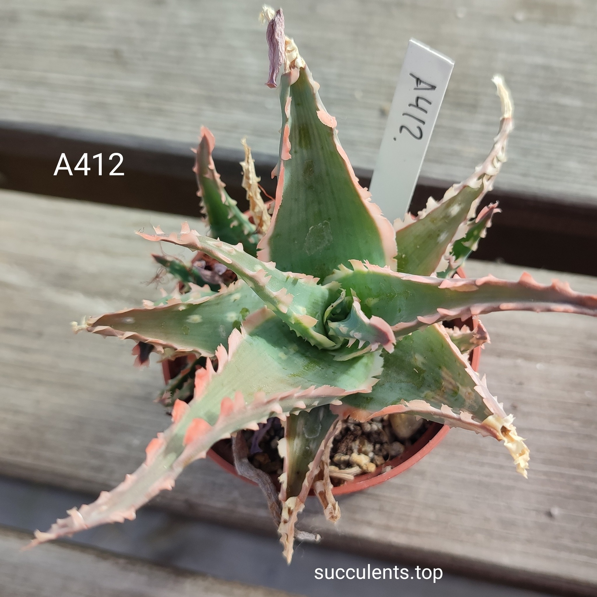 Aloe A412 ціна за дітку з цієї рослини