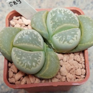 589 Lithops marmorata весь горщик , вік 8 років