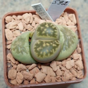 589 Lithops bella , вік 6 років