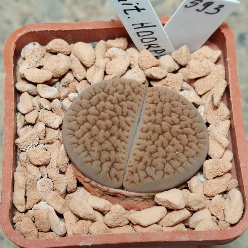 593 Lithops hookeri -Big form- вік 5 років