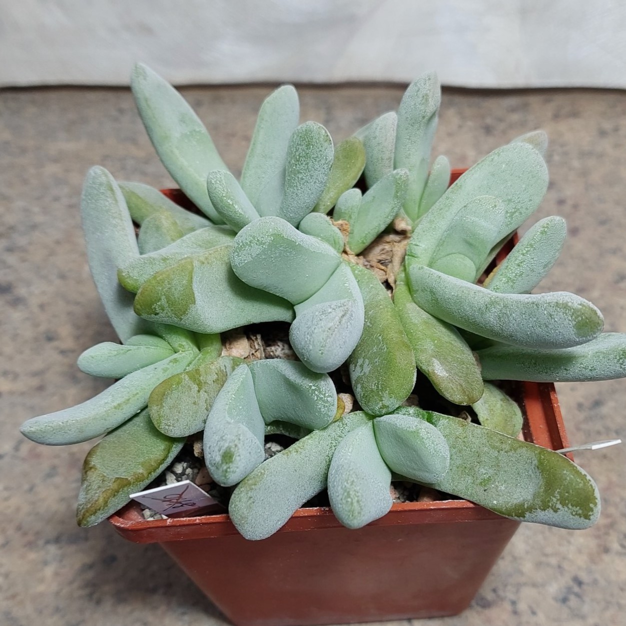 601 Glottiphyllum oligocarpum  весь горщик , вік 12 років