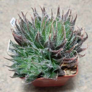 604 Haworthia cooperi v.venusta hybrid вік 8 років